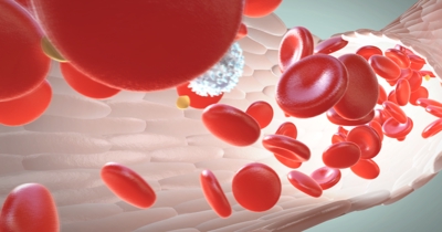 血管内を流れる血液成分のアニメーション