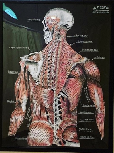 整骨院院内掲示用人体解剖図