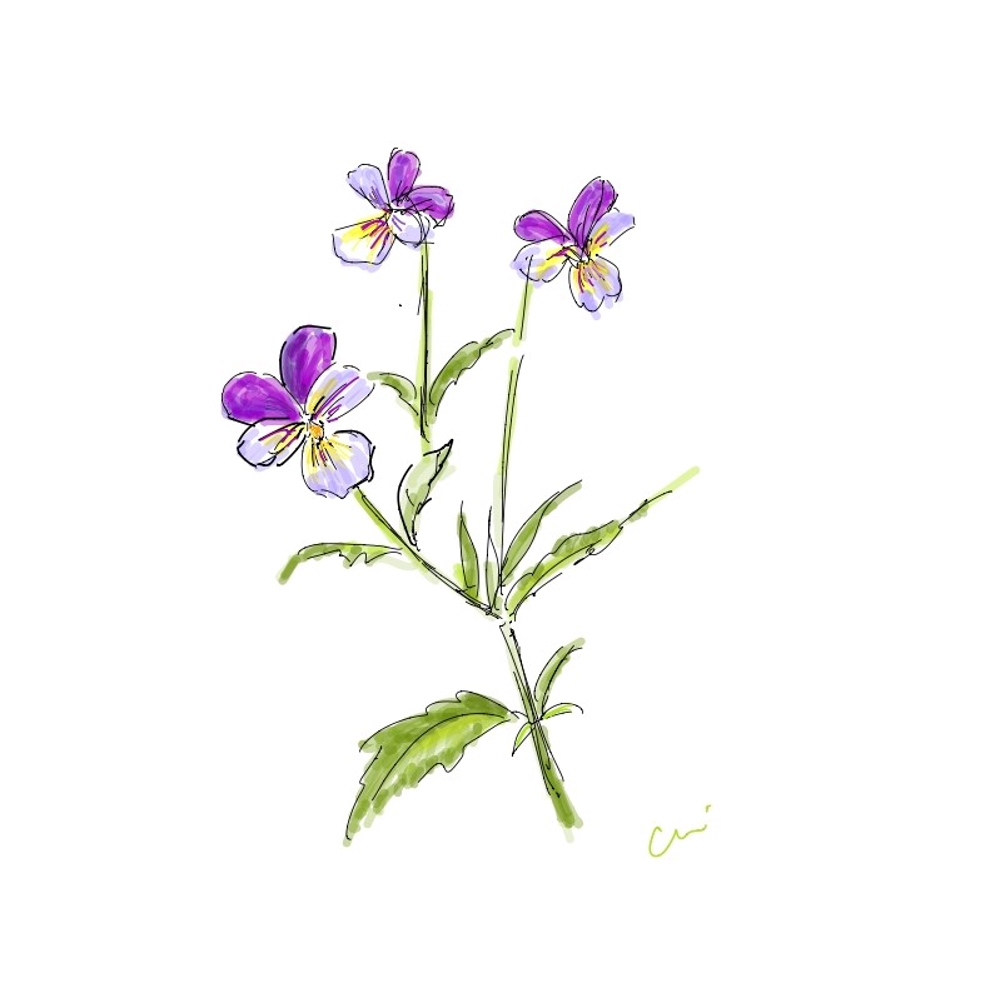 花・植物の手描き挿絵、イラスト