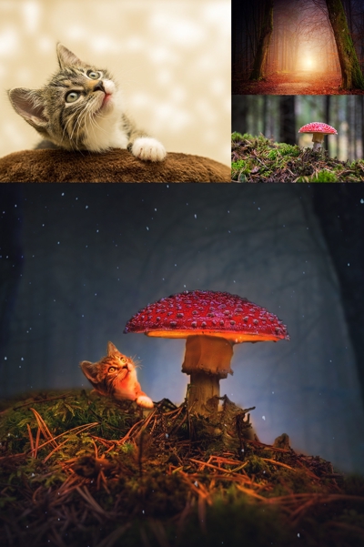 cat under the mushroom