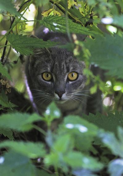 猫１