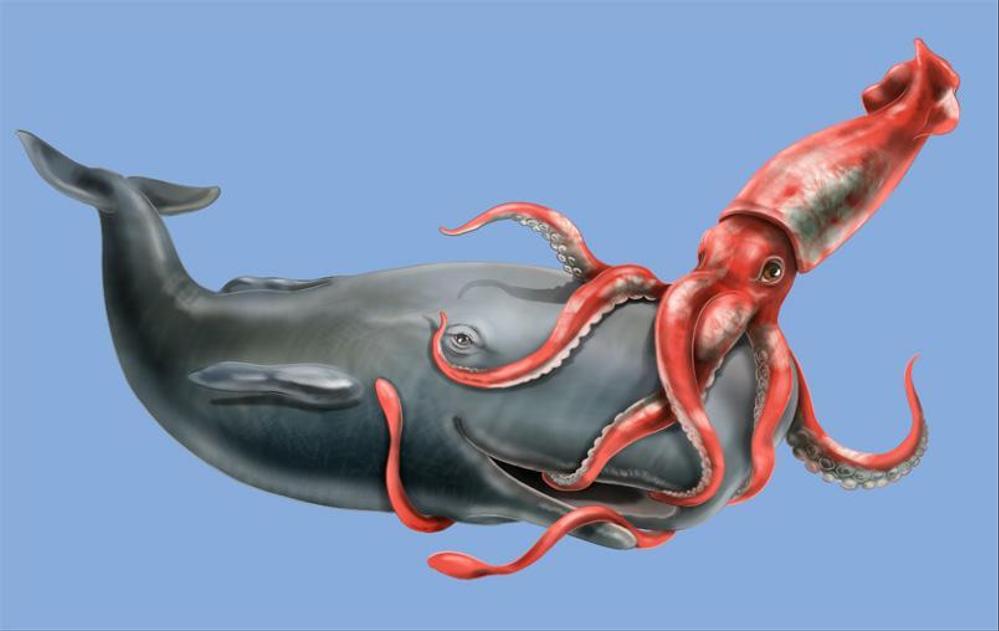 原画 ダイオウイカ対マッコウクジラ A2イラストボード