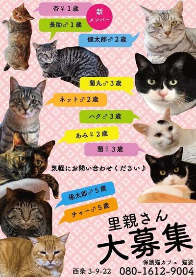 保護猫カフェの里親募集ポスター