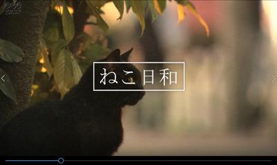 premirereで作った猫の動画