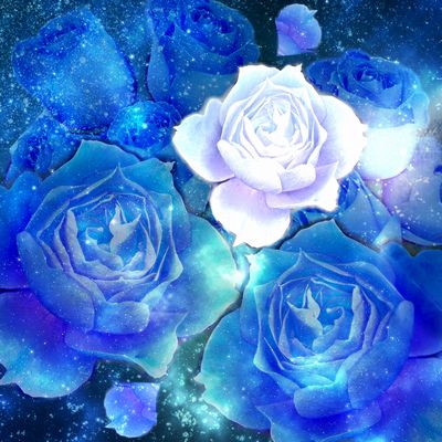 青いバラと白いバラ