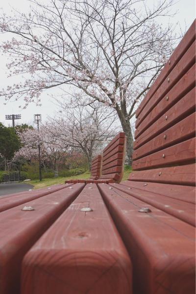 ベンチと桜