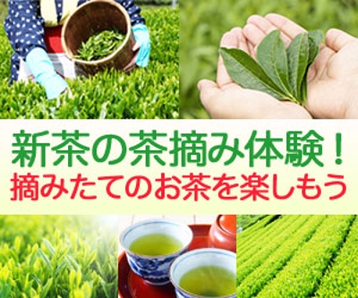 茶摘み体験ツアーのバナー広告