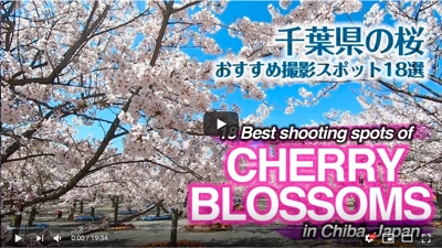 18 Best shooting spots of cherry blossoms in Chiba