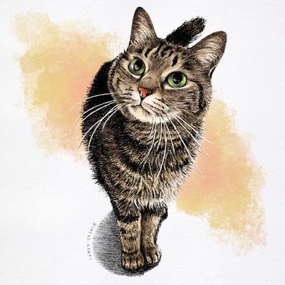 愛猫のイラスト（半身〜全身）