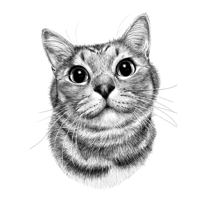 愛猫のイラスト（顔〜胸元まで）