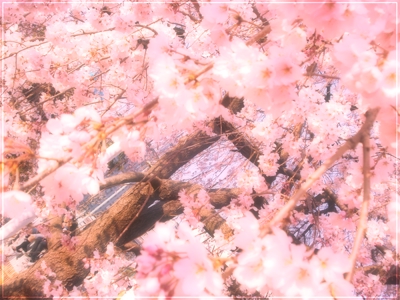 桜の写真加工1