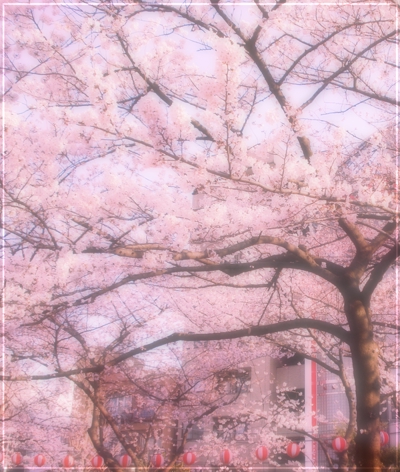 桜の写真加工2