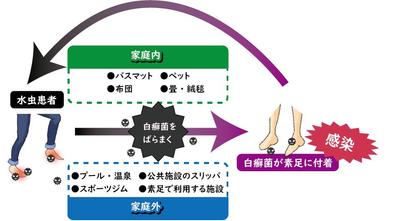 水虫　感染経路のイラスト