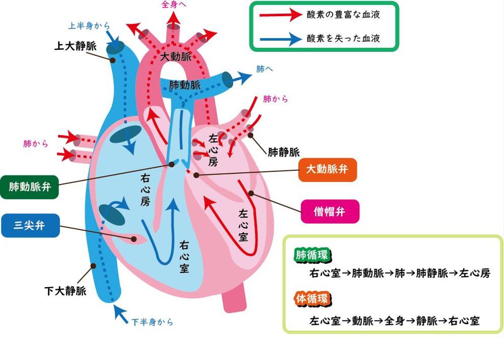 臨床心臓構造学 : 不整脈診療に役立つ心臓解剖