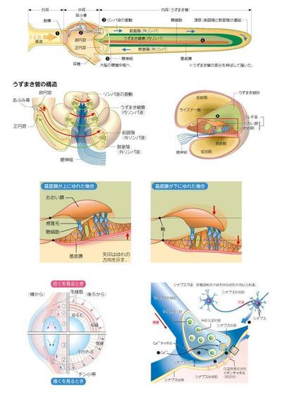 中学・高校用の生物教科書用イラスト