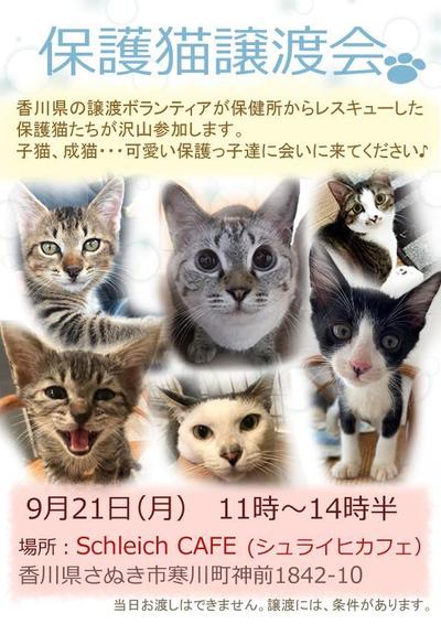 保護猫譲渡会のチラシ