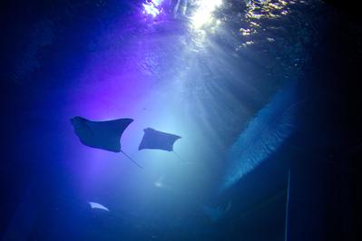 水族館での撮影②