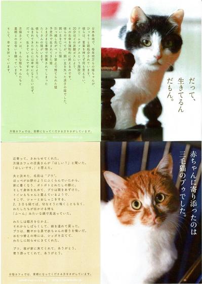 「月猫カフェ」のパンフレットました