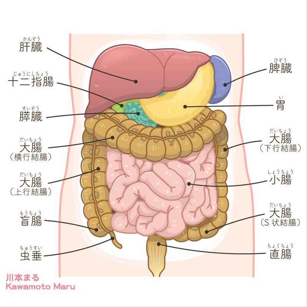 大腸 肝臓 胃などのイラスト ポートフォリオ デザイナー ランサーズ
