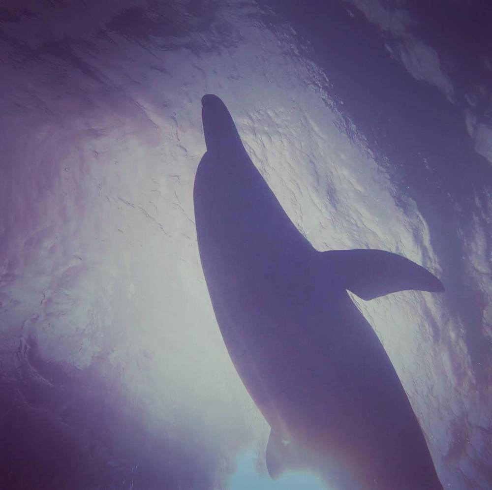 御蔵島ドルフィンスイム-TOKYO DIVING CENTER-