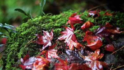 紅葉風景写真