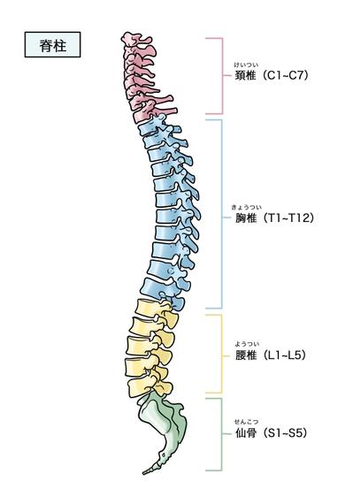 脊柱のイラスト