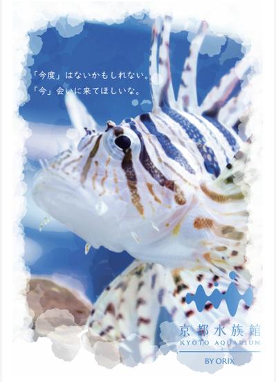 大学課題「勝手に観光ポスター」京都市水族館1