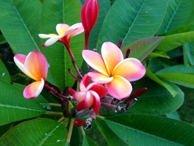 自然溢れるハワイのローカルタウン「カイルア・ラニカイ」をいいとこ取り