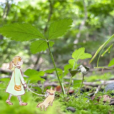 苔の森の散歩