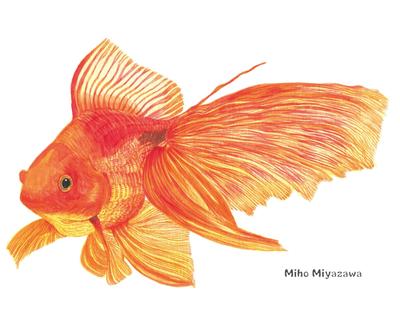 金魚　魚貝類・アクアリウム（水彩画）