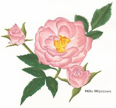 薔薇　花・フラワー・植物画・ボタニカル（水彩画）