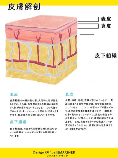 解剖図などのメディカルイラスト 