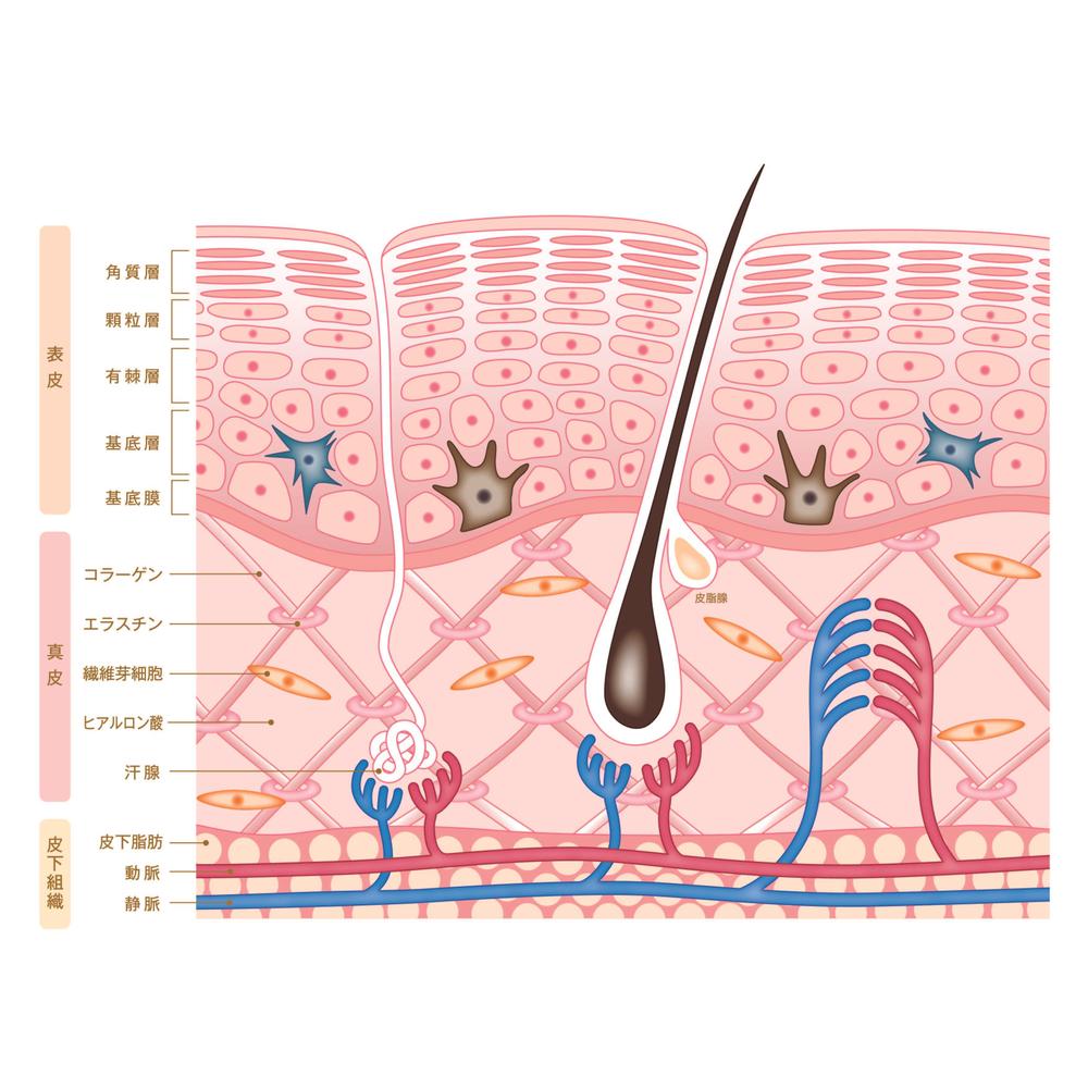 肌断面図
