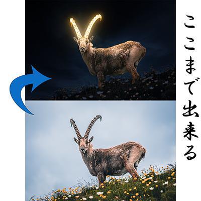 普通の動物写真もここまで幻想的に仕上げます