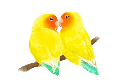 オリジナルTシャツ用イラスト【LOVE BIRD】