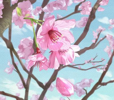 桜を描きました