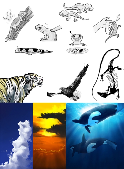 動物の挿絵 イラスト
