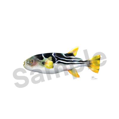 お魚イラスト依頼(シマフグ)