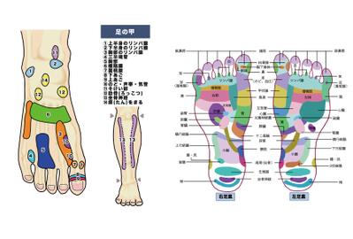 身体図解イラスト