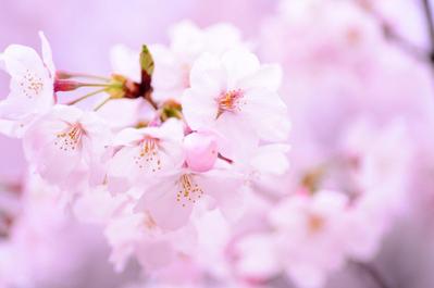 初心者Webライターに向けて情報を発信するブログ「桜御前の執筆日記」