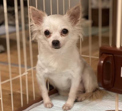 繫殖引退犬を家族に迎える前に知っておくべきポイント