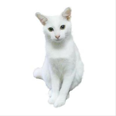 アイコンです。