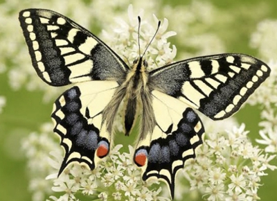 カラオケ音源実績《swallowtail butterfly-あいのうた-》