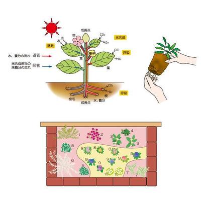 はじめての花づくり(株)講談社