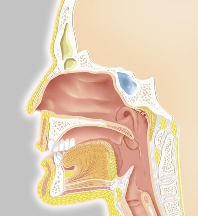 鼻／口／喉の断面イラスト