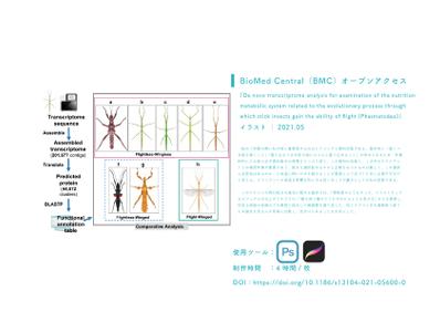 BioMed Central（BMC）オープンアクセス│イラスト制作