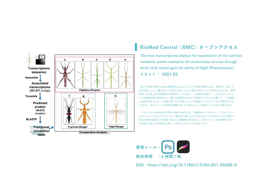 BioMed Central（BMC）オープンアクセス│イラスト制作