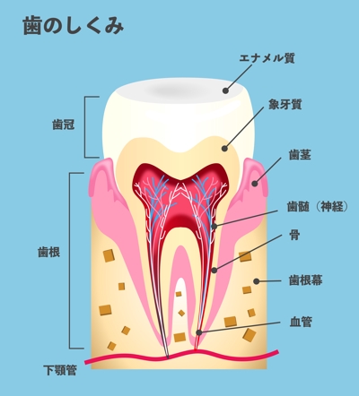 歯の仕組み