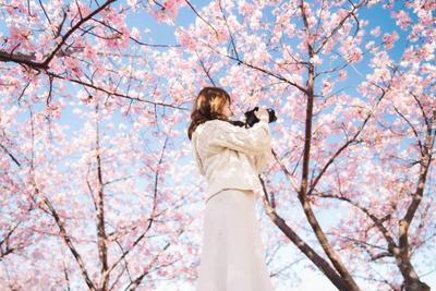 河津桜ポートレート