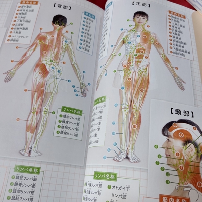 宝島ムック「60歳からのリンパケア入門」解剖図イラスト